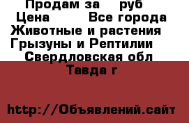 Продам за 50 руб. › Цена ­ 50 - Все города Животные и растения » Грызуны и Рептилии   . Свердловская обл.,Тавда г.